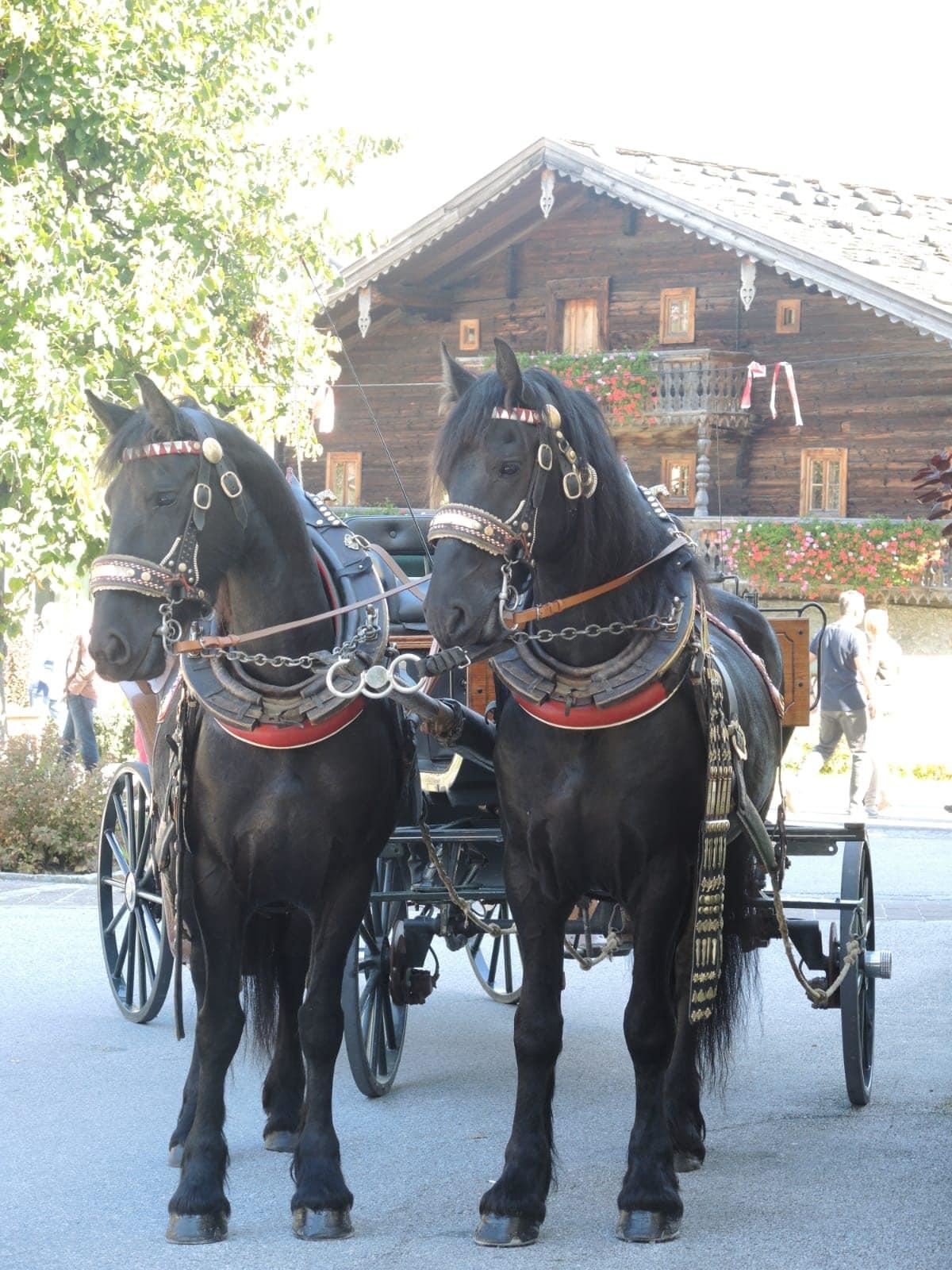 Pferdekutschen-Fahrten